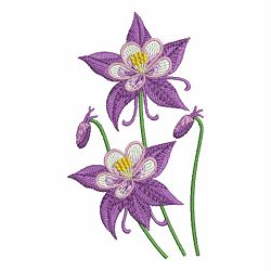 Colorado Columbine State Flower 03