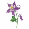 Colorado Columbine State Flower