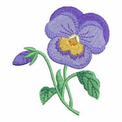 Pansy 2 06