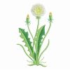 Dandelion 03