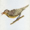 Wyoming Western Meadowlark Bird And Flower 02