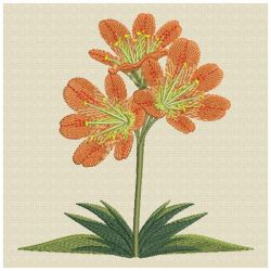 Clivia 01(Md) machine embroidery designs