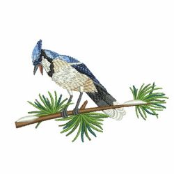 Winter Bluejay 08 machine embroidery designs