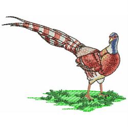 Pheasant 07