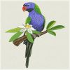 Gorgeous Parrots 03