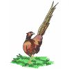 Pheasant 06