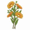 Heirloom Calendula 10