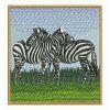 Africa Zebra 07