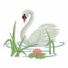 Swans 07