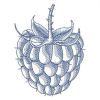 Sketched Fruits 2 04